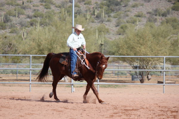 Looped Reins - Image 2