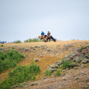 Diamond-McNabb Ranch Horse Sale - June 6th, 2026 | Douglas, WY