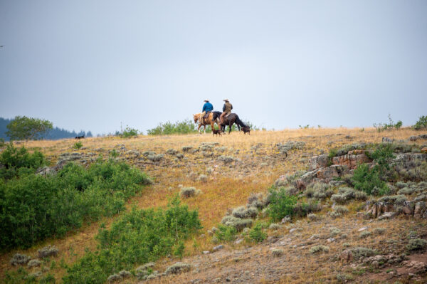 Diamond-McNabb Ranch Horse Sale - June 6th, 2026 | Douglas, WY