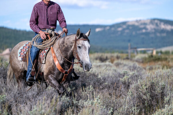 Diamond-McNabb Ranch Horse Sale - June 7th, 2025 | Douglas, WY