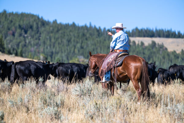 A Week in Cow Camp with Ken McNabb | August 10th-15th, 2025 Pryor Mountains, WY - Image 5