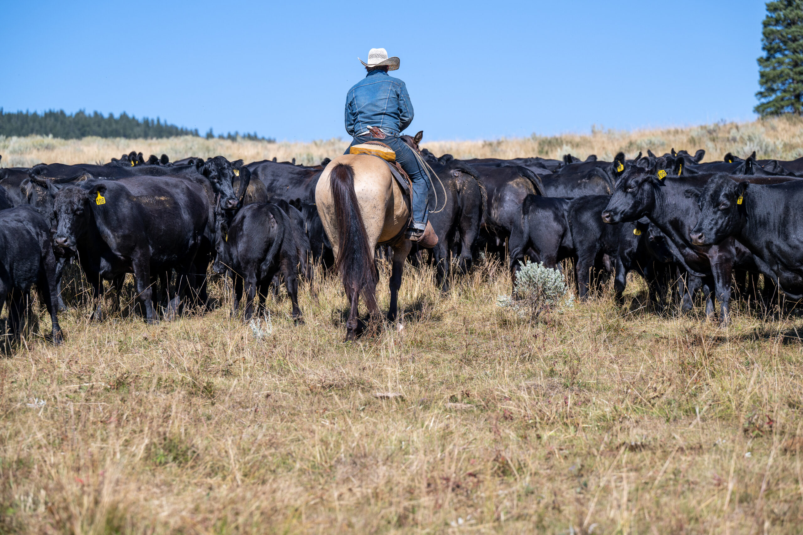 TX Ranch Cow Camp Vacation July 20th-24th, 2026 - Image 6