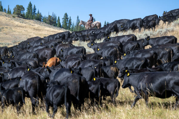 A Week in Cow Camp with Ken McNabb | August 10th-15th, 2025 Pryor Mountains, WY - Image 3