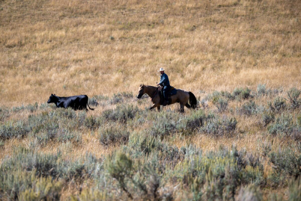 A Week in Cow Camp with Ken McNabb | August 10th-15th, 2025 Pryor Mountains, WY - Image 9