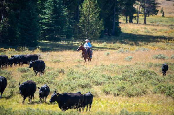 TX Ranch Cow Camp Vacation July 20th-24th, 2026 - Image 5
