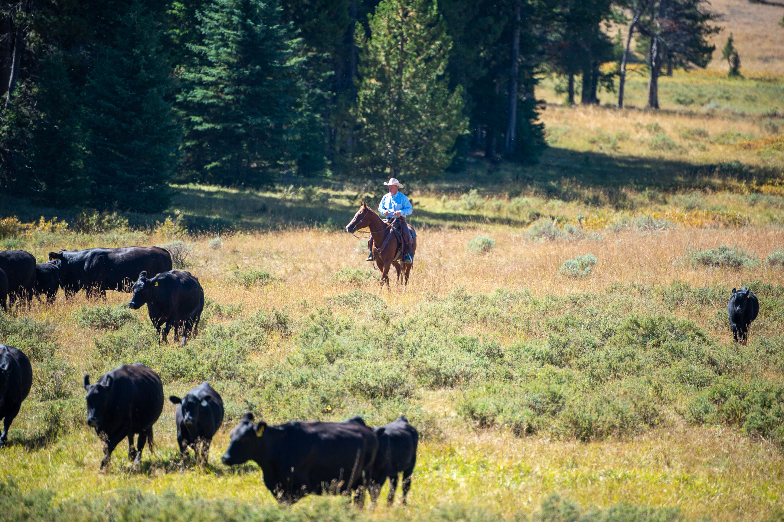 TX Ranch Cow Camp Vacation July 20th-24th, 2026 - Image 5