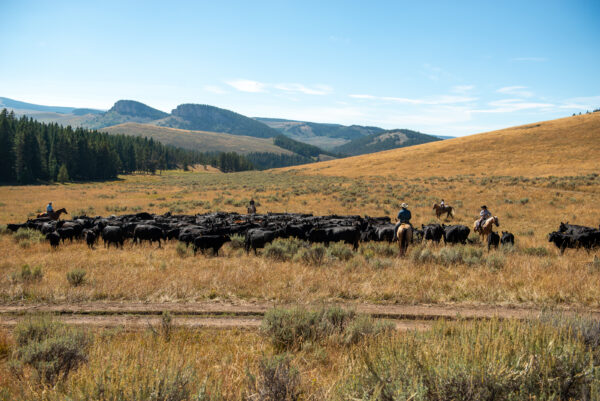 A Week in Cow Camp with Ken McNabb | August 10th-15th, 2025 Pryor Mountains, WY