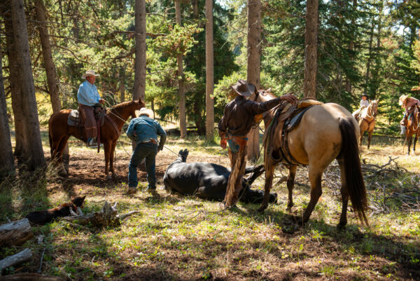 A Week in Cow Camp with Ken McNabb | August 10th-15th, 2025 Pryor Mountains, WY - Image 11