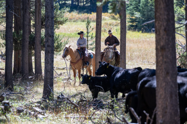 A Week in Cow Camp with Ken McNabb | August 10th-15th, 2025 Pryor Mountains, WY - Image 7