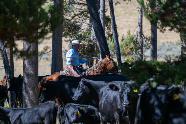 A Week in Cow Camp with Ken McNabb | August 10th-15th, 2025 Pryor Mountains, WY - Image 10