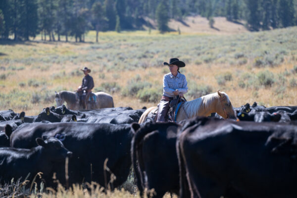 A Week in Cow Camp with Ken McNabb | August 10th-15th, 2025 Pryor Mountains, WY - Image 8
