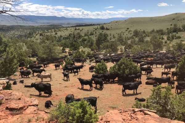 A Week in Cow Camp with Ken McNabb | August 10th-15th, 2025 Pryor Mountains, WY - Image 2