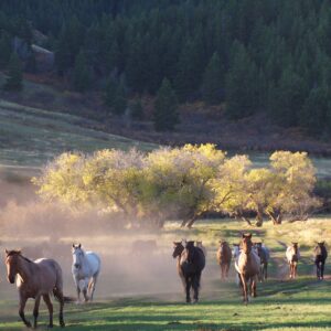 TX Ranch Cow Camp Vacation July 13th-17th, 2026